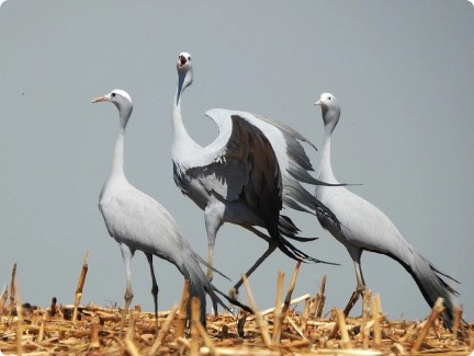 Ford backs EWT crane efforts