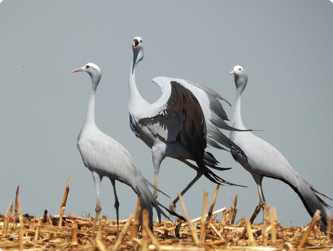 Ford backs EWT crane efforts