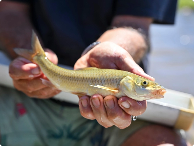 FWF Drives the return of the Witvis to the Berg River