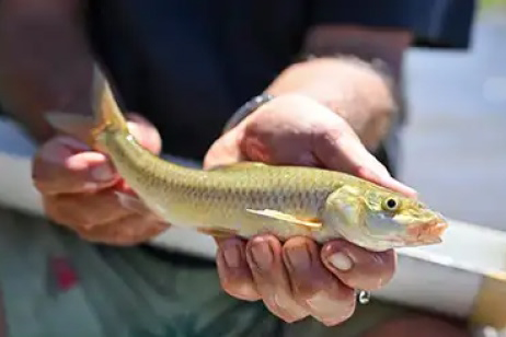 FWF Drives the Return of the Witvis to the Berg River