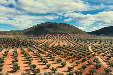 Ford turns olive waste into car parts
