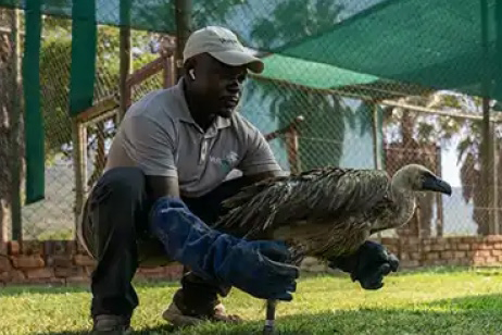 Vultures at Risk