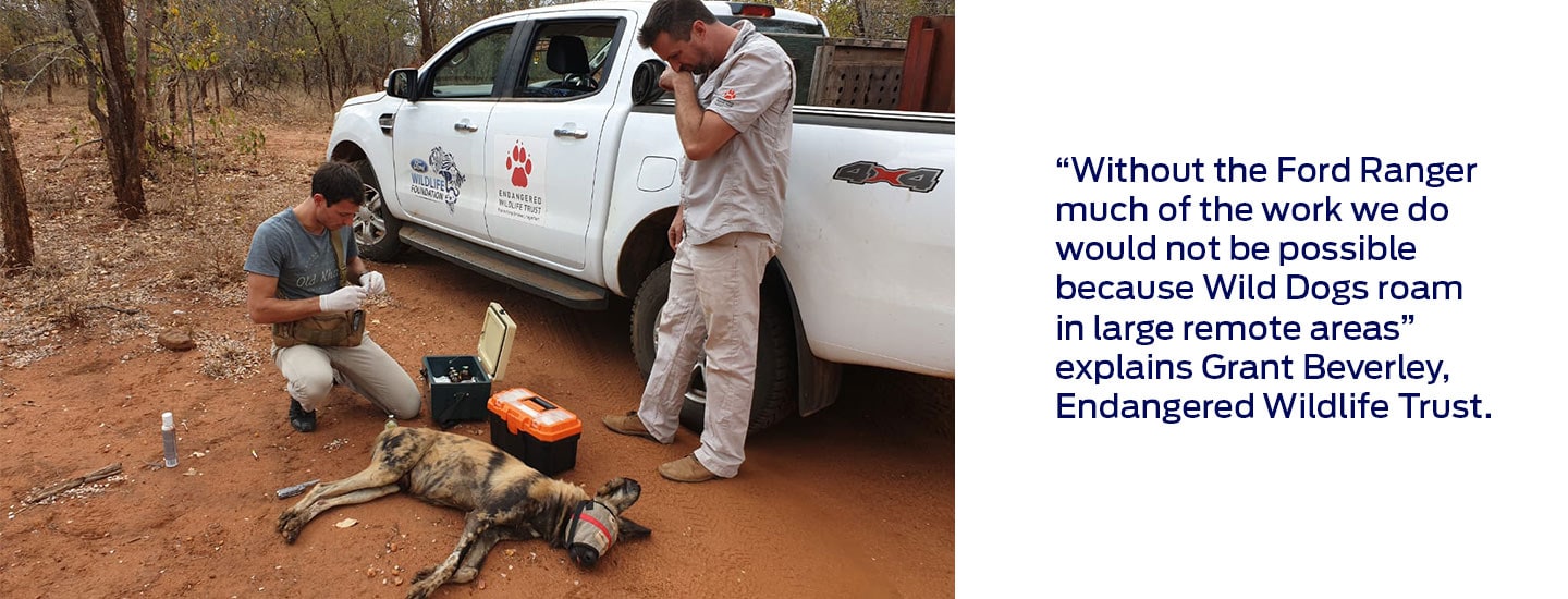 Ford Wildlife Foundation supports African Wild Dog conservation