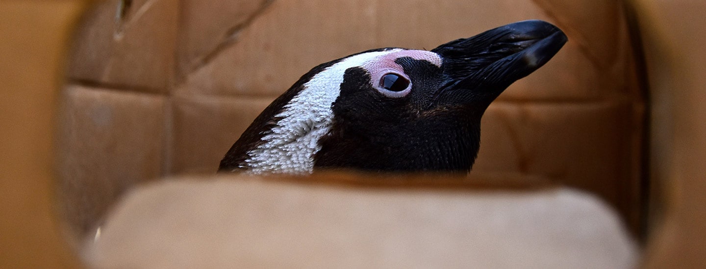 Penguin Rescue and Rehabilitation Project