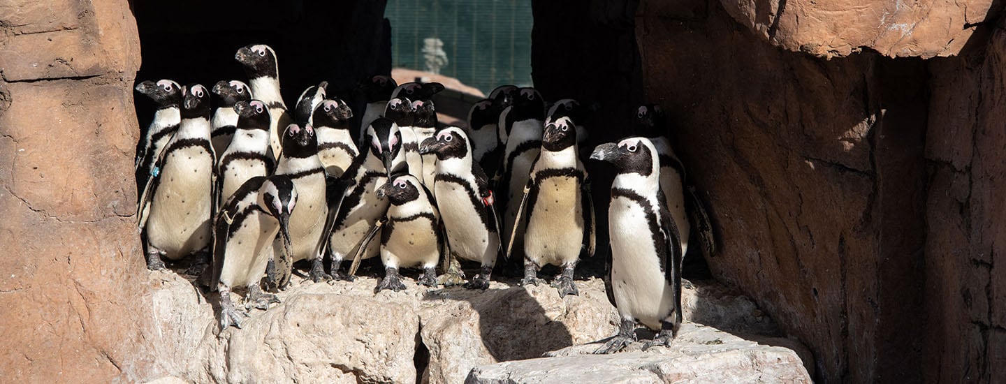 Ford Wildlife Foundation Contributes to SANCCOB Penguin