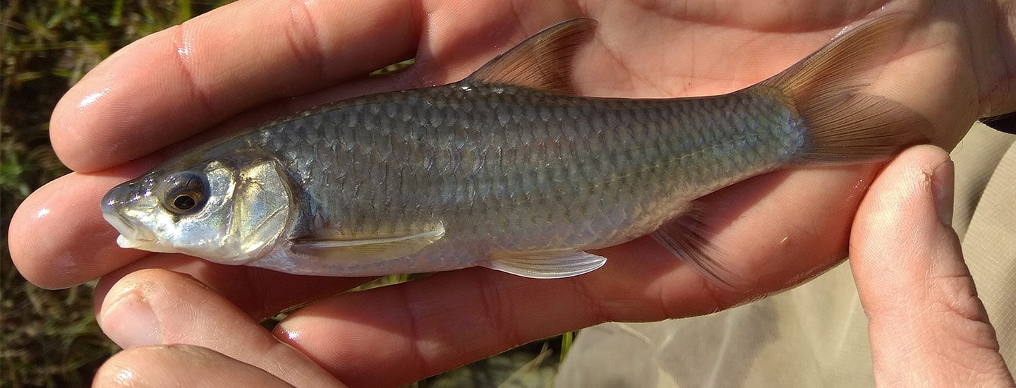 ford-wildlife-foundations